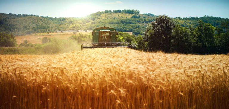 Ceny zbóż w żniwa 2019 – nieznaczne podwyżki